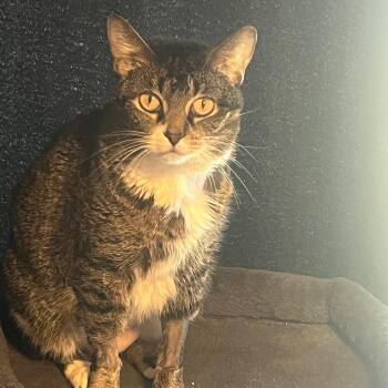 Domestic Short Hair Cats Available for Adoption in Columbia, Missouri - Bella | PetCurious