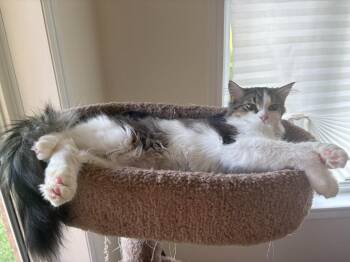 Lucy 5 -  Domestic Long Hair Cat for Adoption in Arthur, Ontario - Lucy 5 | PetCurious