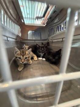 Addy Caddabby -  Domestic Short Hair Cat for Adoption in Fishers, Indiana - Addy Caddabby | PetCurious