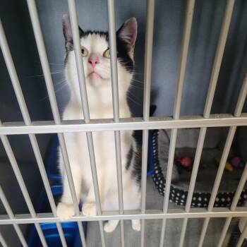 Domestic Short Hair Cats Available for Adoption - Shawty | PetCurious