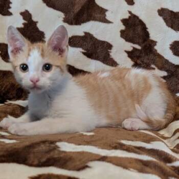 Domestic Short Hair Cats Available for Adoption in Wilmington Island, Georgia - Baby Bean | PetCurious