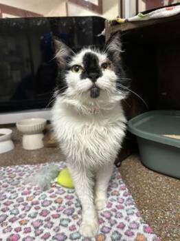 94761a Oreo -  Domestic Medium Hair and Domestic Short Hair Cat for Adoption in North Charleston, South Carolina - 94761a Oreo | PetCurious