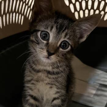 Kit Kat -  Domestic Short Hair Cat for Adoption - Kit Kat | PetCurious