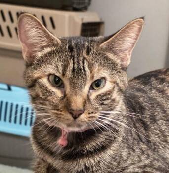Poppy -  Tabby and Domestic Short Hair Cat for Adoption in Cuyahoga Falls, Ohio - Poppy | PetCurious