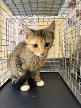 MILEY -  Domestic Short Hair Cat for Adoption in Fort Myers, Florida - MILEY | PetCurious