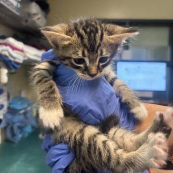 Plato -  Domestic Short Hair Cat for Adoption in Pasadena, California - Plato | PetCurious