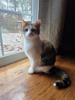 Rescue American Shorthair Cats for Adoption in Roanoke, Alabama - Little Bit | PetCurious