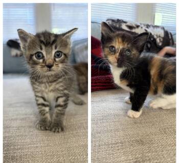 Extra Toes Cat Hemingway Polydactyl Cats Available for Adoption in Hickory, North Carolina - Magic Bean And Jellybean | PetCurious