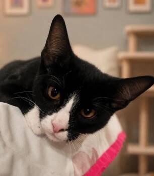 Merlot -  Domestic Short Hair Cat for Adoption in Cottonwood, Arizona - Merlot | PetCurious