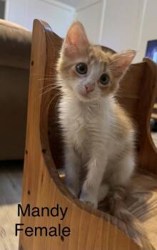 Mandy -  Domestic Short Hair Cat for Adoption in Zimmerman, Minnesota - Mandy | PetCurious