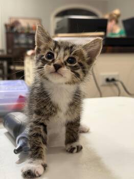 Ernie Lopez (Available for pre-adoption) -  Domestic Short Hair Cat for Adoption in Camden, South Carolina - Ernie Lopez (Available For Pre-adoption) | PetCurious