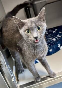 NINA -  Domestic Short Hair Cat for Adoption in Kalamazoo, Michigan - NINA | PetCurious