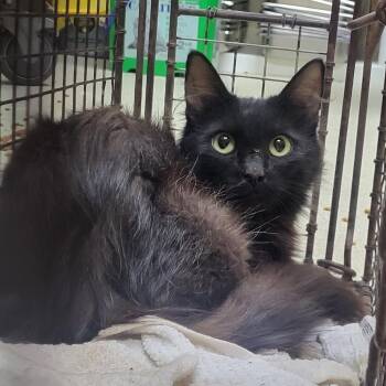 Rescue Domestic Medium Hair Cats for Adoption in Windsor, Virginia - Eclipse | PetCurious