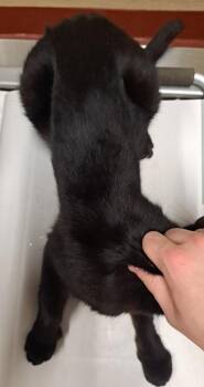 Domestic Short Hair Cats Available for Adoption in Douglasville, Georgia - Eden | PetCurious