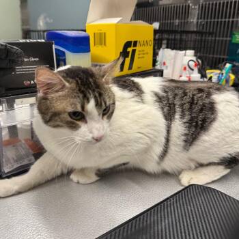 Ivypool -  Domestic Short Hair Cat for Adoption in Spokane, Washington - Ivypool | PetCurious