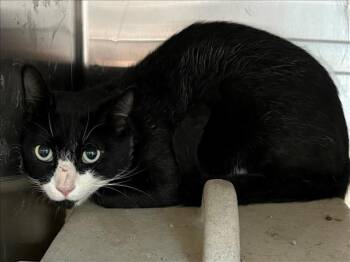 Rescue Domestic Short Hair Cats for Adoption in Salisbury, North Carolina - SYLVESTER | PetCurious