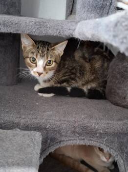 Lance -  Domestic Short Hair Cat for Adoption in Lewisburg, Tennessee - Lance | PetCurious
