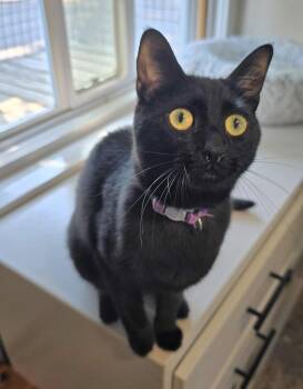 Daisy -  Domestic Short Hair Cat for Adoption in Vancouver, Washington - Daisy | PetCurious