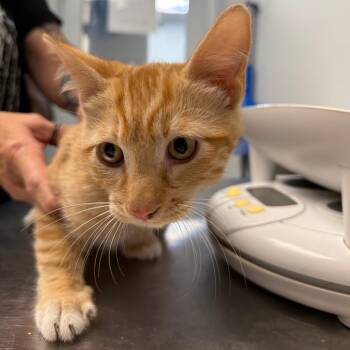 Brand -  Domestic Short Hair Cat for Adoption in Las Vegas, Nevada - Brand | PetCurious