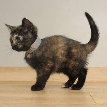 Lurk C71298 -  Domestic Short Hair Cat for Adoption in Minnetonka, Minnesota - Lurk C71298 | PetCurious