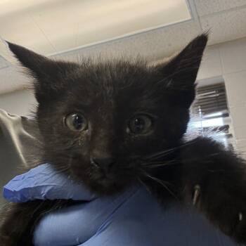 Sprout -  Domestic Short Hair Cat Available for Adoption in TIMBERCRK CYN, Texas - Sprout | PetCurious