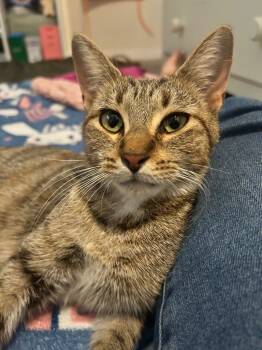 Rescue Domestic Short Hair Cats for Adoption in Orlando, Florida - Alley | PetCurious