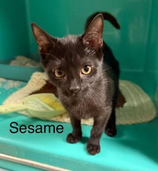 Sesame -  Domestic Short Hair Cat for Adoption in Plattsburgh, New York - Sesame | PetCurious