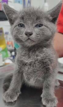 Bluey -  Domestic Short Hair Cat Available for Adoption in Hillsdale, Indiana - Bluey | PetCurious