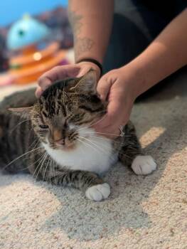 Teddi -  Domestic Short Hair Cat for Adoption - Teddi | PetCurious