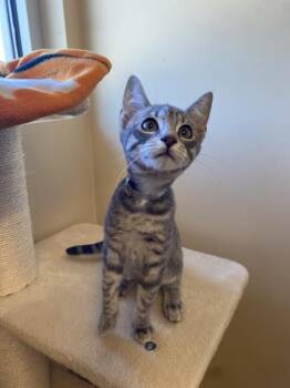Meowcaroni -  Domestic Short Hair Cat for Adoption in Salinas, California - Meowcaroni | PetCurious