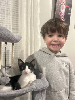 Domestic Short Hair Cats Available for Adoption - Mouse | PetCurious