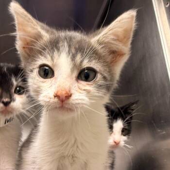 MuShu -  Domestic Short Hair Cat for Adoption in Evansville, Indiana - MuShu | PetCurious