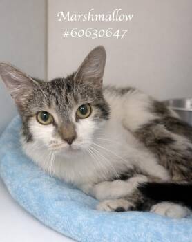 Tabby Cats Available for Adoption in Wilkes-barre, Pennsylvania - Marshmallow | PetCurious