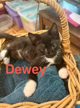 Dewey -  Domestic Short Hair Cat for Adoption in Ocala, Florida - Dewey | PetCurious