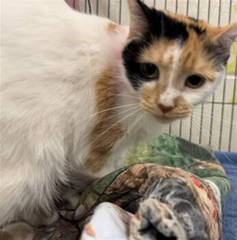 STELLA -  Domestic Short Hair Cat for Adoption in Peoria, Illinois - STELLA | PetCurious