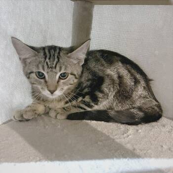 Rescue Domestic Short Hair Cats for Adoption in Sarasota, Florida - Heimer | PetCurious