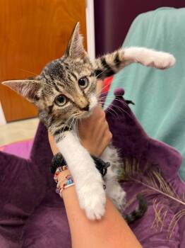Rescue Domestic Short Hair and Tabby Cats for Adoption in Cary, North Carolina - Paco | PetCurious