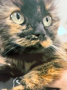 Domestic Long Hair Cats Available for Adoption - Fern | PetCurious