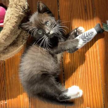 Soda Pop -  Domestic Short Hair Cat for Adoption in Lynchburg, Virginia - Soda Pop | PetCurious