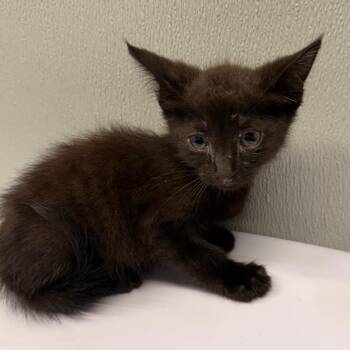 Ronnie -  Domestic Short Hair Cat for Adoption in Tampa, Florida - Ronnie | PetCurious