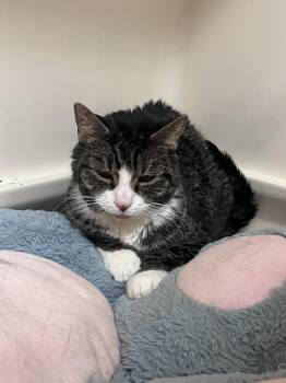 Domestic Short Hair Cats Available for Adoption in Rockaway, New Jersey - Mildred RM | PetCurious
