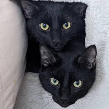 Domestic Short Hair Cats Available for Adoption - Peanut | PetCurious