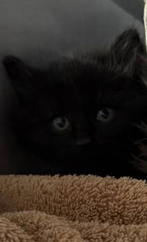 Domestic Long Hair Cats Available for Adoption in Murray, Kentucky - Lynard | PetCurious