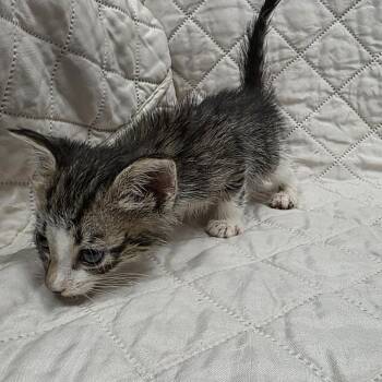 Cinnamon -  Domestic Short Hair Cat for Adoption in Jupiter, Florida - Cinnamon | PetCurious