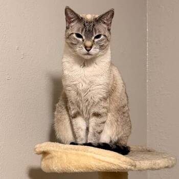 Skye (FKA Gris) -  Siamese Cat for Adoption in Midland, Texas - Skye (FKA Gris) | PetCurious