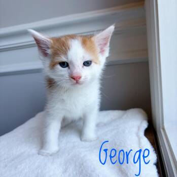 Domestic Short Hair Cats Available for Adoption in Bethel, Ohio - George  | PetCurious