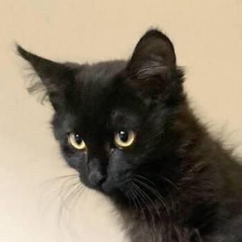 Sasha -  Domestic Short Hair Cat Available for Adoption in Midland, Texas - Sasha | PetCurious
