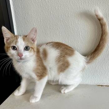 Lola PL -  Domestic Short Hair Cat for Adoption in Union, Missouri - Lola PL | PetCurious
