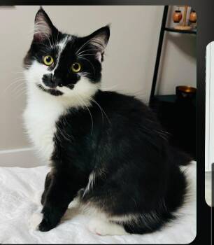 Junior Mint (& Snickers) -  Tuxedo Cat for Adoption in Brighton, Michigan - Junior Mint (& Snickers) | PetCurious