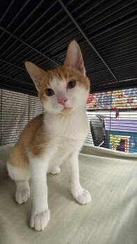Rescue Domestic Short Hair Cats for Adoption in Martinsville, Indiana - Sundance Kid | PetCurious